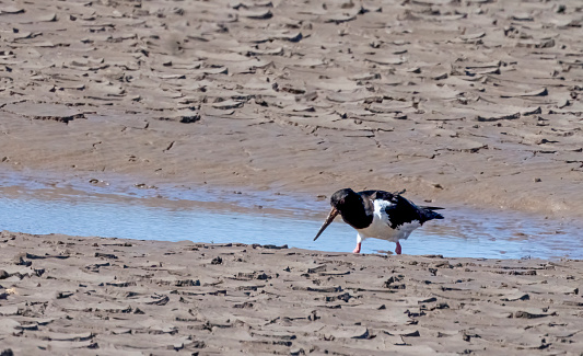 An oystercatcher, feeding on the mudflats at Snettisham in Norfolk.  This is on the The Wash and has miles of mudflats at low tide.