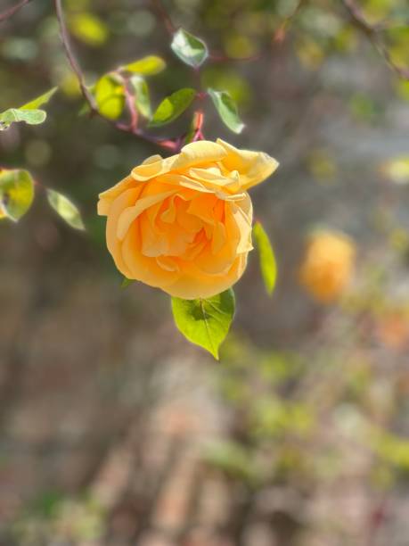 Free Stock Photo of Yellow Rose Perched on Bush | Download Free Images ...