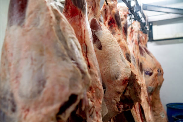 primer plano de carne cruda colgando de ganchos en un matadero - butcher butchers shop slaughterhouse hook fotografías e imágenes de stock