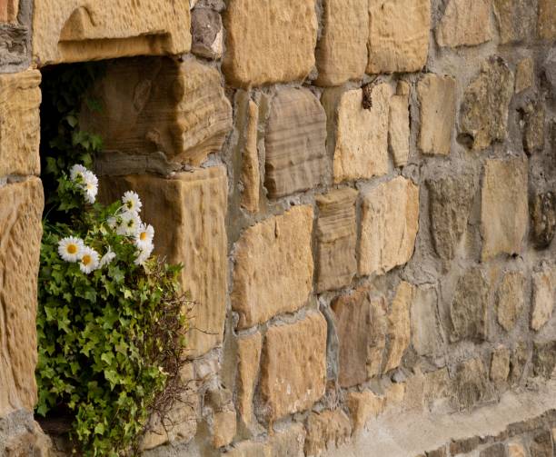 istock Stone wall with some small blooming daisies growing in a square window hole 1497212058