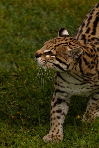 istock Majestic ocelot wildcat strides across a lush, green grass field 1497212091