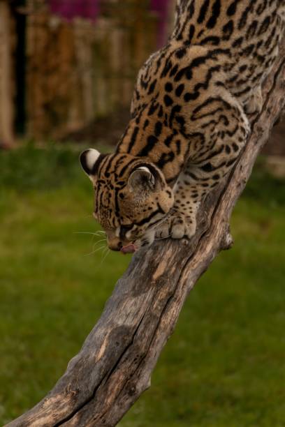 istock Vertical shot of an ocelot feline climbing down a tree branch 1497212094