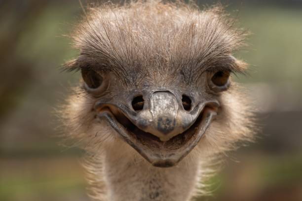 istock Selective focus shot of details on an ostrich face 1497212121