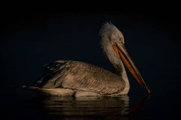 istock Dalmatian pelican floats on lake at sunset 1497212346