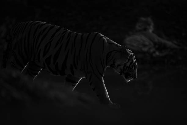모노 호랑이가 누워 있는 다른 호랑이를 지나쳐 걷는다 스톡 사진