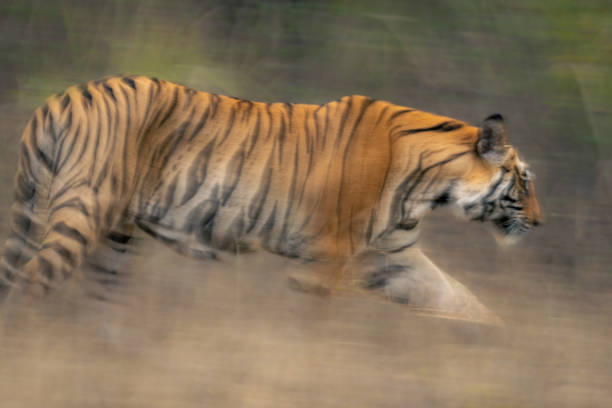 istock Slow pan close-up of Bengal tiger walking 1497213522