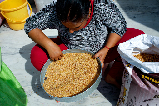 Mid adult women of Indian ethnicity winnowing/cleaning wheat grain at home.