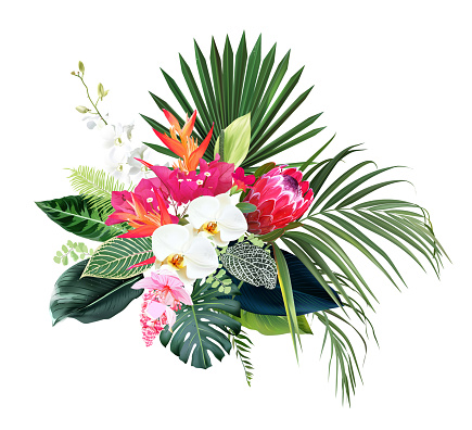 Exotic tropical flowers, orchid, strelitzia, pink medinilla, protea, palm, monstera, calathea leaves vector design bouquet. Jungle forest wedding floral design. Island greenery. Isolated and editable