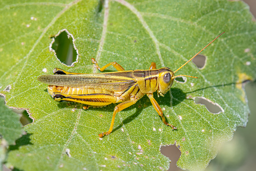 A Two-striped Grasshopper resting on a leaf damaged by a high grasshopper density in the Colorado countryside.