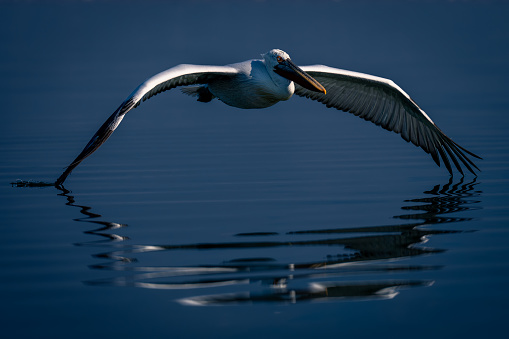 Dalmatian pelican flies touching lake with wingtips