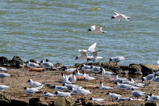 Seagulls  at the beach in a sunny day. One of them is eating garbage. There sea contains a large variety of tonalities of blue. The sky is also blue. It's a sunny day.