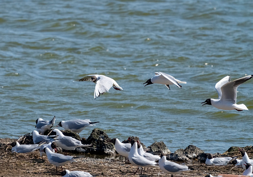 Snettisham spectacular, waders beside the lagoon at Snettisham at high tide.  Mediterranean gulls at sunset.