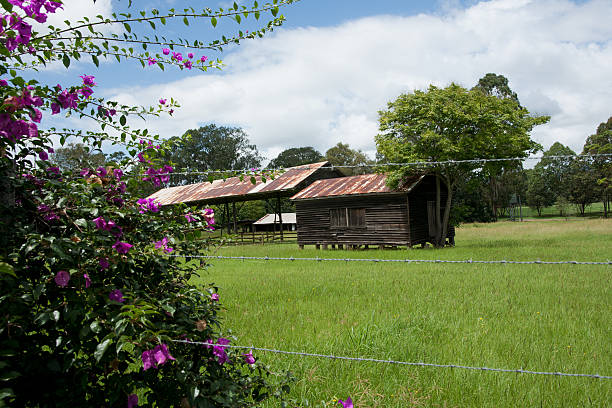 Flowering bougainvillea plant with farm shed behind.