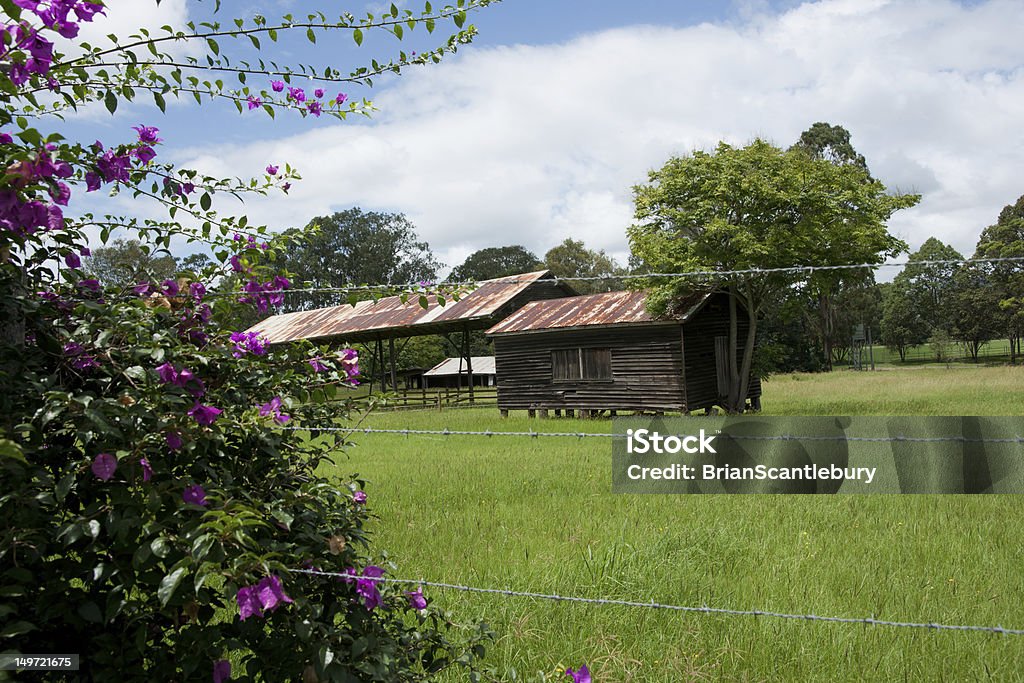 Flowering bougainvillea and farm shed. Flowering bougainvillea plant with farm shed behind. Kenilworth Castle Stock Photo