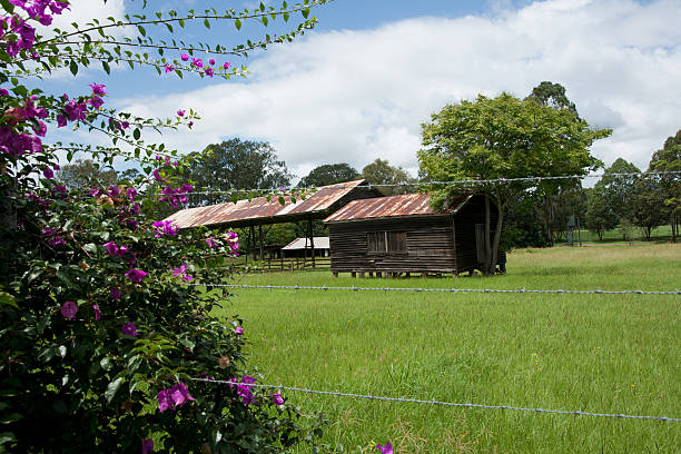 Flowering bougainvillea and farm shed. Flowering bougainvillea plant with farm shed behind. kenilworth castle stock pictures, royalty-free photos & images