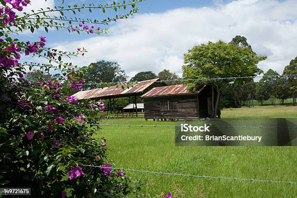 Flowering Bougainvillea And Farm Shed Stock Photo - Download Image Now - Kenilworth Castle, Australia, Agricultural Field