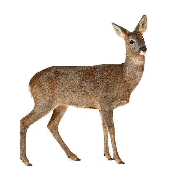 istock European Roe Deer standing against white background 149721736