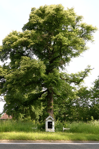 a small chapel, dedicated to Our Lady of Halle, under a large tree along a busy road