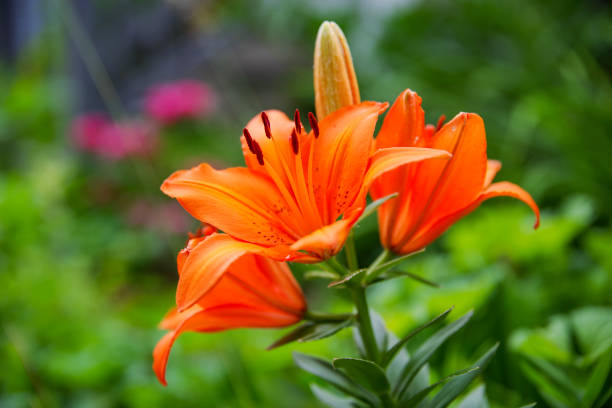 istock Orange Lily or Lilium bulbiferum var. croceum 1497218119