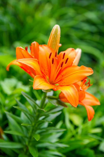 istock Orange Lily or Lilium bulbiferum var. croceum 1497218129