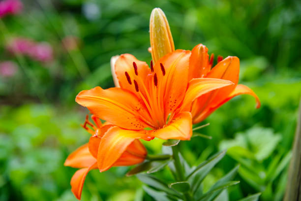 istock Orange Lily or Lilium bulbiferum var. croceum 1497218154