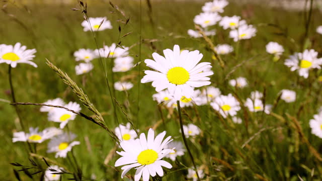 Wild daisies in a summer meadow. Gentle breeze.