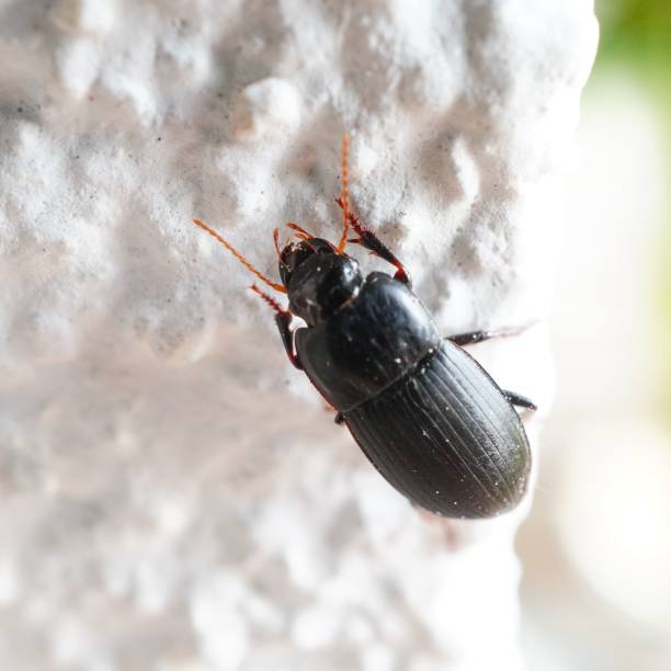 istock Closeup shot of a ground beetle on a white surface. 1497218897