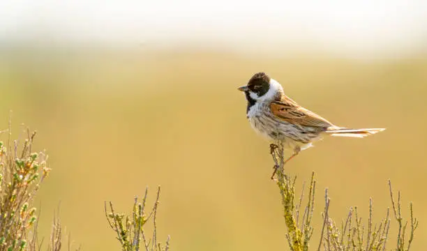 Reed bunting on a gorse bush, backlit at sunset at the Snettisham Nature Reserve, Norfolk, East Anglia.