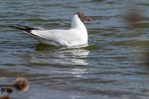 Photograph of a herring gull floating on the Atlantic ocean during the summer.