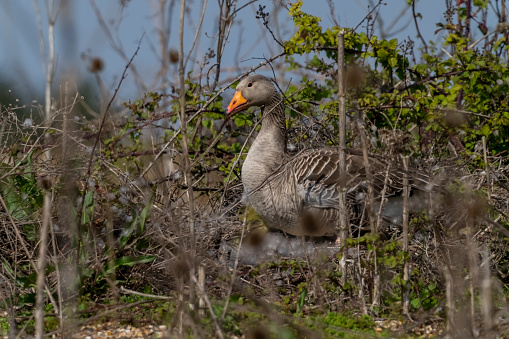 Snettisham spectacular, Greylag goose beside the lagoon at Snettisham at high tide.  It is nesting in the gorse bushes beside the lagoon.