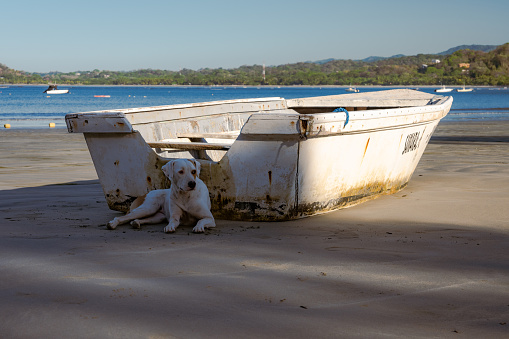 A stray dog is resting in the shade behind a stranded fisher boat in Playa Carrillo/Samara, Costa Rica. It is a sunny spring morning and the beach dogs are getting ready for a hot day on the beach.