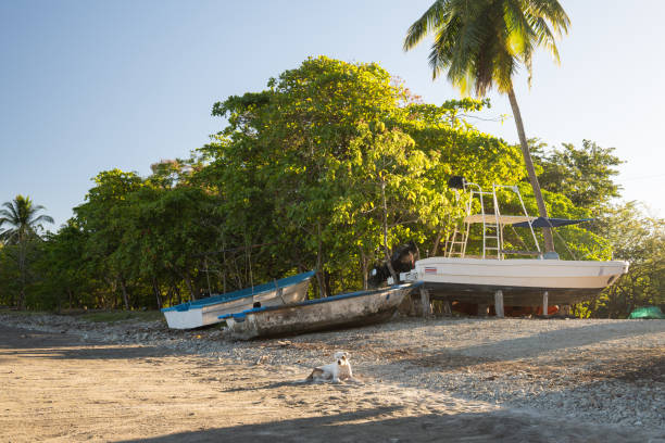 Stray Dog Resting on the Beach