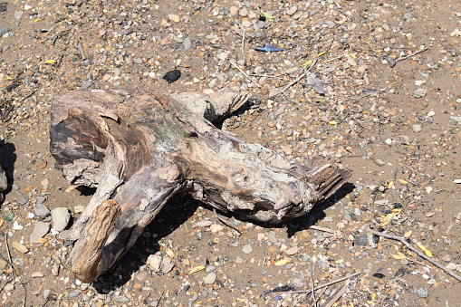 unusually shaped driftwood