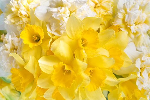 Yellow flowers daffodils background. Bouquet of yellow narcissus or daffodil Greeting Card for Mothers Day, Birthday, March 8.