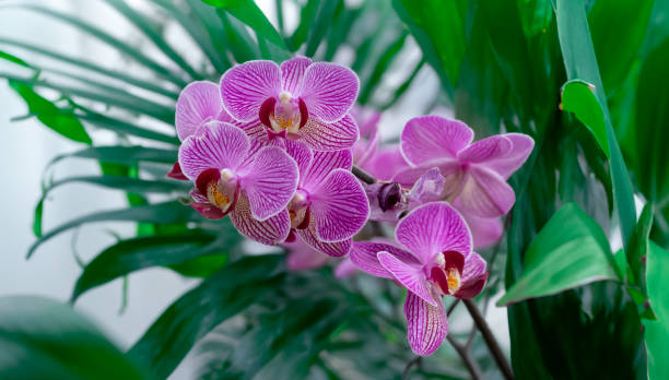 istock Pink orchid flowers on green background 1497221030