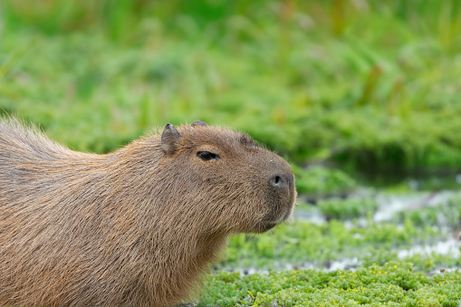 A Capybara, close relative to Guinea Pigs,