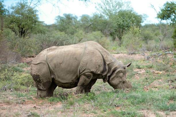 istock White rhinoceros, Ceratotherium simum, 1497221041