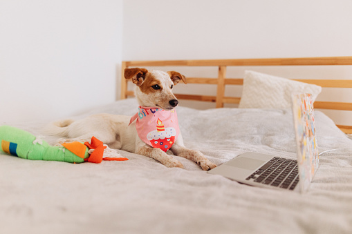 In this adorable and whimsical lifestyle photograph, a cute dog is captured lying next to a laptop on a bed, seemingly engaged in \