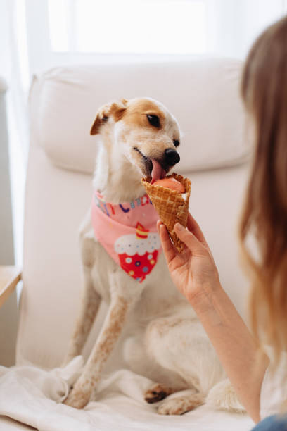 istock The cute dog licking the ice cream 1497222659