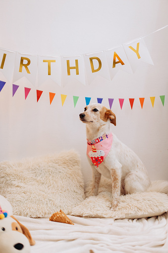 This charming and heartwarming photograph features a cute dog sitting near homemade birthday decoration flags in a cozy home environment. The image captures the joy and festivity of a birthday celebration, as the dog poses beside the beautifully crafted flags.