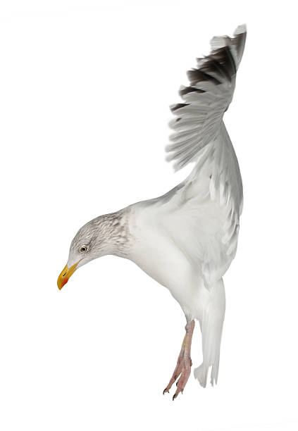istock European Herring Gull, Larus argentatus, flying 149722328