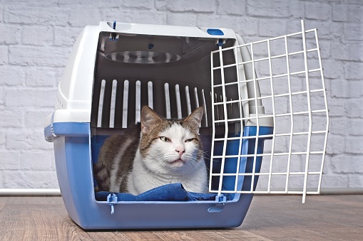 Old tabby cat sitting in a open pet carrier and looking anxiously sideways.