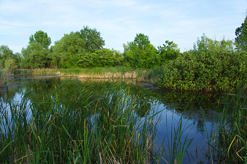 Green juicy grass and small blue lake water. Sun reflected in water surface