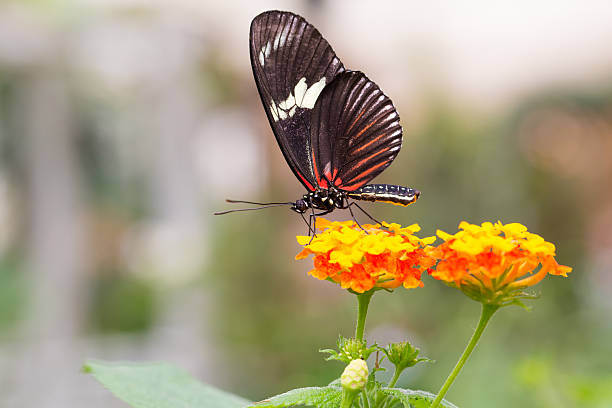 istock Beautiful Butterfly on colorful flower 149722450