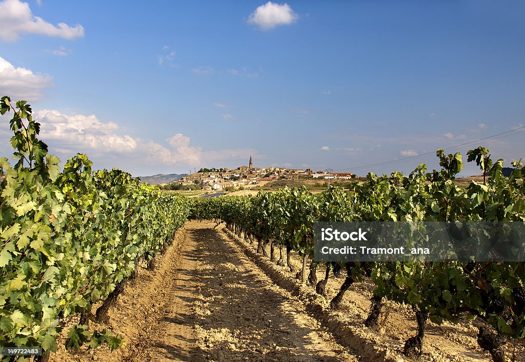 Vinhedo (La Rioja, Espanha - Foto de stock de Agricultura royalty-free