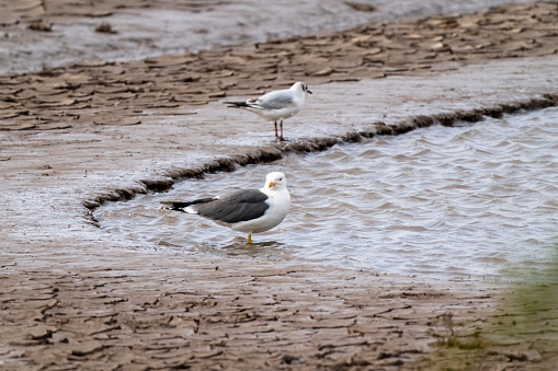 Snettisham Nature Reserve.  Great black-backed gull and immature black headed gulls on the mudflats.