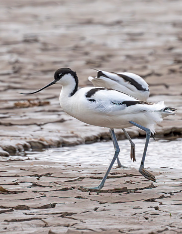 Pied Avocets, the logo of the RSPB, feeding on the mudflats at Snettisham in Norfolk.  This is on the The Wash and has miles of mudflats at low tide. The Avocets strain the mud through their curved beak in a scything motion to filter any molluscs and other food out.