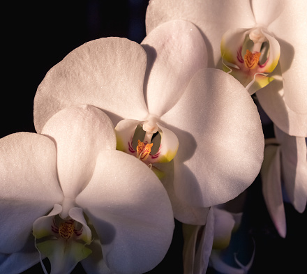 Phalaenopsis aphrodite orchids close up