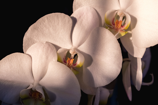 Purple and white orchid flowers against black background