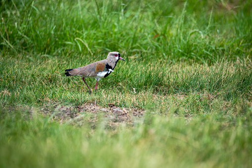 A selective focus shot of a southern lapwing bird perched on a grassy field
